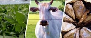 O Fórum Empresarial do Acre, em parceria com o Sebrae, lançou hoje o estudo “A dinâmica comparativa do comércio internacional acreano