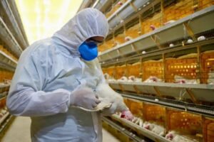 Coleta estruturada (11 aves + sangue + swabs) permite a rápida detecção do vírus