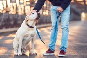 Associação Amigos dos Pets Murbanense recebe título de utilidade pública em Manoel Urbano