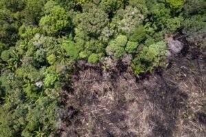 Desmatamento no Acre aumenta 50% enquanto Amazônia registra queda geral de 38%