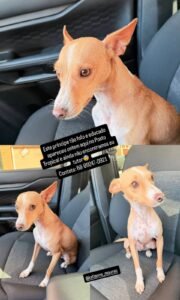 Cachorro encontrado em posto aparenta ter tutor e aguarda identificação