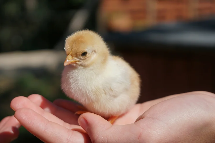 Muitas vezes vistos apenas como números em grandes produções, os pintinhos possuem uma vida emocional mais complexa do que se imaginava. Publicado na renomada revista Animal Welfare nesta semana, um experimento de neurociência da Universidade de Bristol demonstrou que o manuseio calmo e o uso de "palavras doces" são capazes de moldar positivamente o comportamento dessas aves desde os primeiros dias de vida.