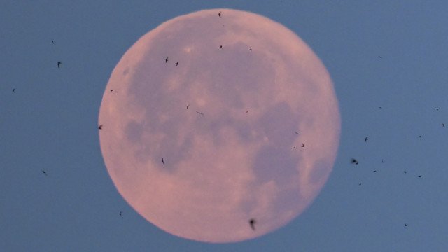 Lua de Morango poderá ser vista nesta segunda-feira; saiba como observar 
