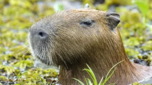 Morre capivara resgatada após ser ferida com flecha na zona sul de SP