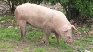 Morre porco clonado em projeto da USP para transplante de órgãos em humanos