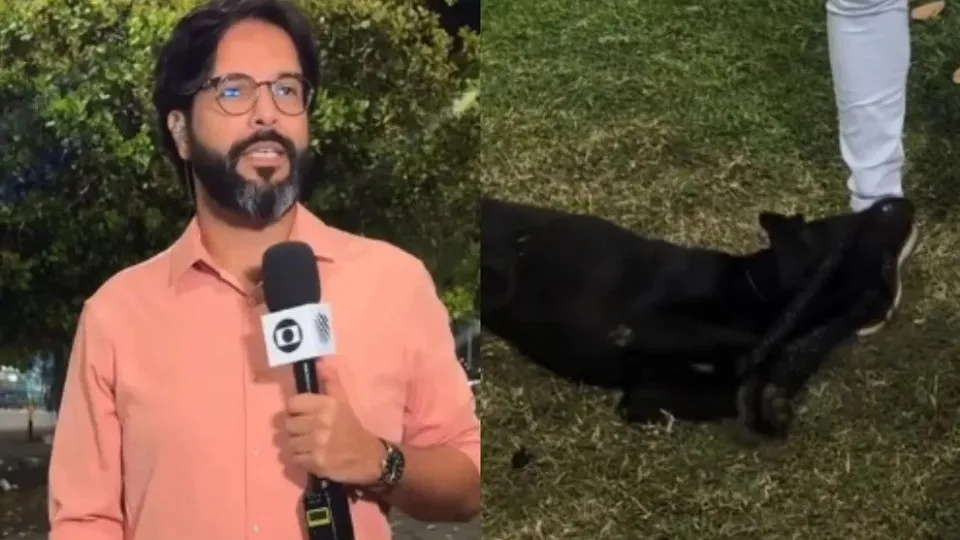 Cachorro perdido invade reportagem ao vivo da Globo e é reconhecido e resgatado por tutora
