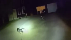 Cão pede ajuda à polícia salvar dono, que ficou caído em casa por 3 horas